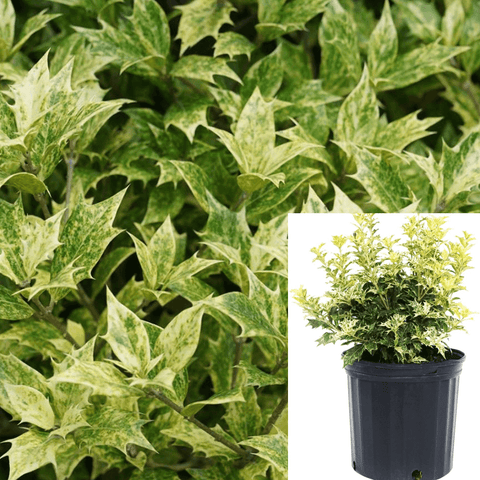 Osmanthus Heterophylus Goshik Plant Goshiki Holly Osmanthus 2Gallon Live Plant Outdoor Plant Shrub Gr7