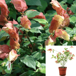 Justicia Brandegeeana Georgia Plant Shrimp 1 Gallon Live Plant Outdoor Shrub Ght7