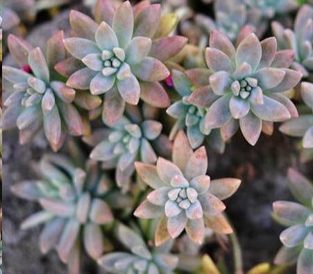 10 Cuttings Graptopetalum paraguayense Ghost Mother Of Pearl Plant Not Rooted