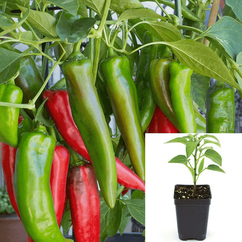Pepper Chili Anaheim Chili 4Inches PotLive Plant Ht7 Best