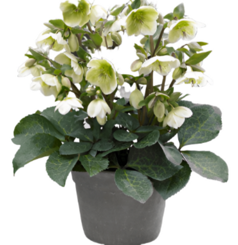 Helleborus Frostkiss Moondance 1 Gallon Pot Lenten Rose Plant Flower Lime Topiary Outdoor Live Plant Ho7