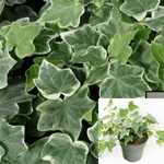 Hedera Helix Asterisk Variegated Glacier Ivy 4Inches Pot Plant Asterisk English Ht7 Best