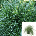 Sesleria Caerulea 1Gallon Sesleria Caerulea Blue Moor Grass Gra Live Plant Ht7 Best