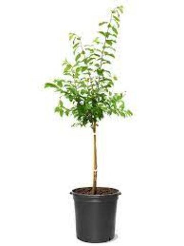 Fruit Tree Santa Rosa Plum 5Gallon Plant Prunus Salicina Santa Rosa Plant Gr7