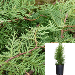 Thuja Occiden Emerald 5Gallon American Arborvitae Thuja Lime Plant Occidentalis Emerald Shrub 5Gallon Live Plant Hgr7