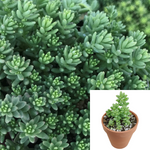 Sedum Album Agavaceae Succulent Drought Tolerant 4Inches Pot Houseplant Succulent Drought Tolerant Live Plant Ht7 Best