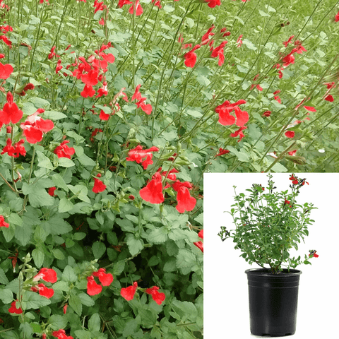 Salvia Greggii Flame 1Gallon Cold Hardy Red Flower Texas Sage 1Gallon Full Live Plant Fr7