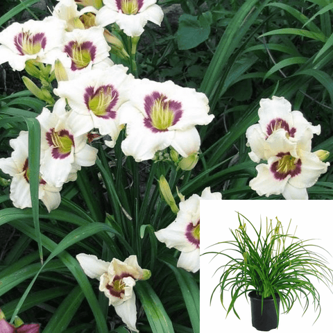 Hemerocallis Pandora Box 1Gallon Plant Reblooming Daylily Hemerocallis Pandora Box 1Gallon Plant Perennials Outdoor Plant Flower Gr7