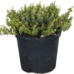 Thyme Golden Lemon Thyme Plant Thymus Citriodorus Herbdbal 1Gallon Pot Live Ht7