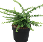 Lonicera Nitida Maigrun 1Gallon Box Honeysuckle Mr7 Box Honeysuckle Japanese Holly Evergreen Compact Shrub Evergreen Shr Live Plant