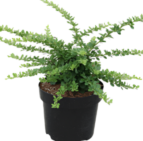 Lonicera Nitida Maigrun 1Gallon Box Honeysuckle Mr7 Box Honeysuckle Japanese Holly Evergreen Compact Shrub Evergreen Shr Live Plant