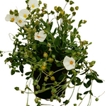 Cistus Salvifolius 1Gallon Sageleaf Rockrose Plant White Cistus Salvifolius Shrubs Live Plant Outdoor Fr7