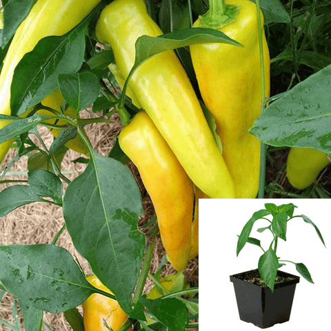 Pepper Hungarian Wax Plant 4Inches Pot Jb4 Yellow Green Chili Medium Variety Of Capsicum Annuum Sweet Live Plan