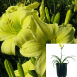 Hemerocallis Lemon Vista Yellow 1 Gallon Lilioasphodelus Syn Hemero Perennials Live Plant Fr7