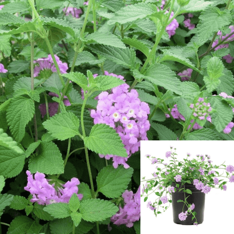 Lantana Montevidensis Lavender 1Gallon Creeping Lantana Annual Plant Ht7