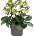 Helleborus Frostkiss Mollys White 1 Gallon Pot Lenten Rose Plant Flower Topiary Outdoor Live Plant Ho7