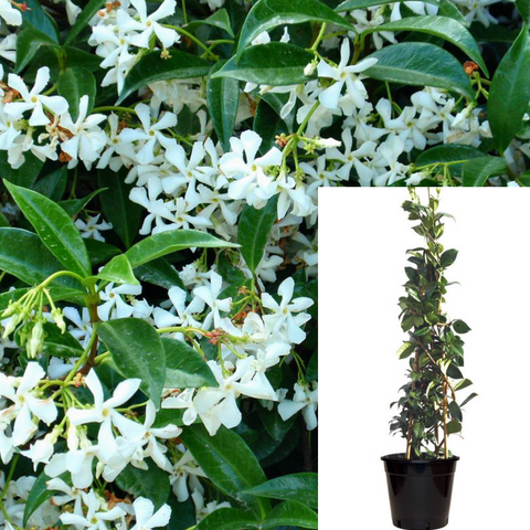 Trachelospermum Asiaticum 5Gallon White Japanese Star Jasmine 5Gallon White Outdoor Live Plant Fr7