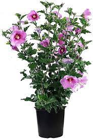 Hibiscus Lavander Chiffon Bush 5Gallon Hibiscus Lavander Chiffon Standard Tree Rose Mallow Lavender Chiffon Purple Shrub Live Plant
