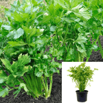 Celery Vietnamese Plant Vietnamese Celary 1 Gallon Apium Graveolens Apium Graveolens Smallage Wild Celery Live Plant Ht7