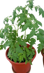 Tomatoes Pineapple Tomato Plant Solanum Lycopersicum 1 Gallon Ht7 Live Plant Pr7