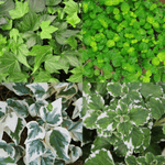 20 Cuttings Mix 4 Types Ivy 5 Each Ivy Algerian Ivy Green Ripple Swedish Ivy