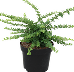 Lonicera Nitida Maigrun 5 Gallon Plant Box Honeysuckle Live Plant Outdoor Mr7