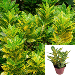 Croton Gold Dust Plant Indoor Houses Air Purifying Shrub 4Inches Pot Houseplantindoor Live Plant Ht7