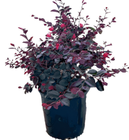 Loropetalum Chinense Rubrum Esp Red Plant 1G5G 5 Gallon Little Ollie Dwarf Olive Red Plant Ourdoor Live Plant Fr7