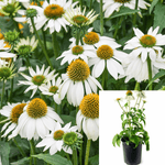 Echinacea Pow Wow White 1Gallon Echinacea Purp Pow Wow White Plant Live Plant Outdoor Plant Flower Gr7