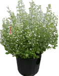 Calamintha Nepeta Ssp Nepeta 1 Gallon Lesser Calamint Outdoor Live Plant Mht7
