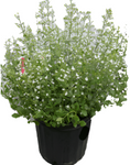 Calamintha Nepeta Ssp Nepeta 1Gallon Lesser Calamint Live Plant Outdoor Mr7