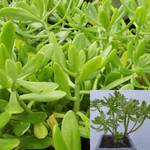 Sedum Praealtum Agavaceae Succulent Drought Tolerant 4Inches Pot Houseplant Succulent Drought Tolerant Live Plant Ht7 Best