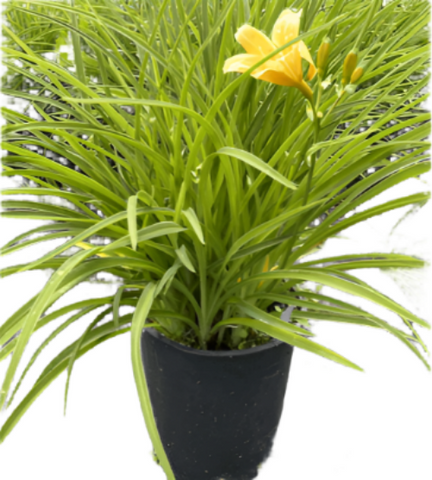 Hemerocallis Sideshow 1Gallon Daylily Hemerocallis Hemerocallis Sideshow Plant Perennials Outdoor Live Plant Mr7