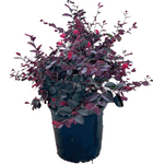 Loropetalum Chinense Rubra 5 Gallon Chinese Fringe Flower Fit Live Plant Gg7