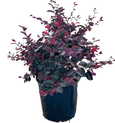 Loropetalum Chinense Rubra 5 Gallon Chinese Fringe Flower Fit Live Plant Gg7