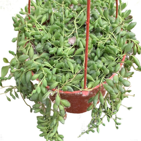 String Of Raindrops Plant 6Inches Pot Senecio Herreianus String Of Raindrops Plant Hanging Succulent Drought Tolerant Li