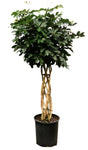 Umbrella Braided Plant 5 Gallon Ht7 Schefflera Umbrellatree Plant 3 3.5Ft Houseplant Live Plant
