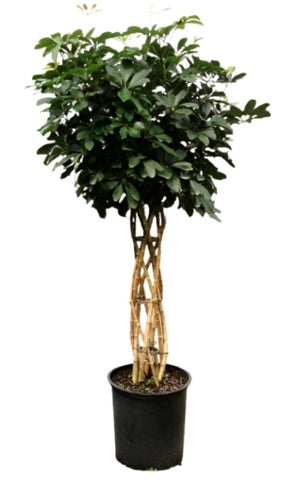 Umbrella Braided Plant 5 Gallon Ht7 Schefflera Umbrellatree Plant 3 3.5Ft Houseplant Live Plant