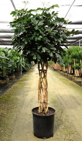 Umbrella Braided Plant 5Gallon Schefflera Umbrellatree Plant 3 3.5Ft Houseplant Live Plant Ht7