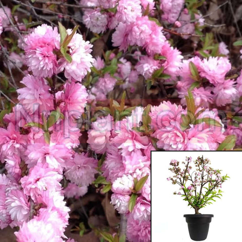 Prunus Glandulosa Rosea 5Gallon Plena Plant Pink Flowering Almond Live Plant
