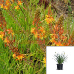 Bulbine Hallmark Orange 1Gallon Bulbine Frut Hallmark Orange Stalked Bulbine 1Gallon Live Plant Gr7Ht7