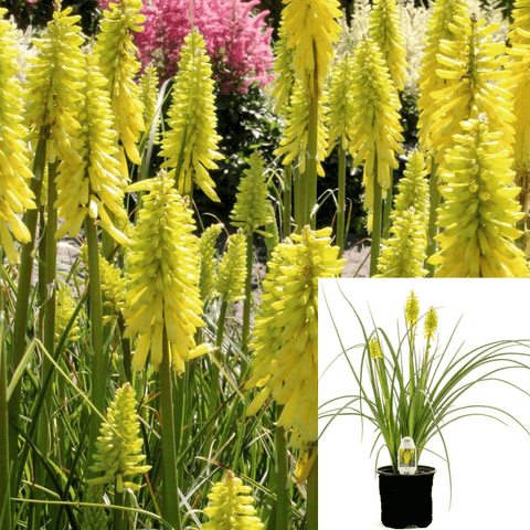 Kniphofia Yellow Plant Yellow Hot Poker 1Gallon Live Plant Outdoor Plant Flower Gr7