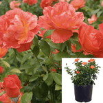 Rosa Livin Easy 5Gallon Livin Easy Floribunda Rose Rose Plant Outdoor Live Rose Plant Gr7