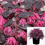 Loropetalum Red 5 Gallon Chinese Everred Fringe Flower Live Plant Outdoor Gr7