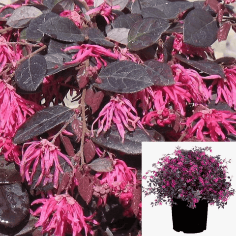 Loropetalum Red 5 Gallon Chinese Everred Fringe Flower Live Plant Outdoor Gr7