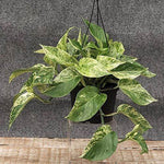 20 Cuttings pohos Marble Queen Hanging Houses 3 Long snow hos Vine Wall cove Plant Not Rooted