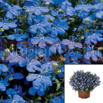 Lobelia Bella Mare Blue Plant Edging Lobelia Live Plant 6Inches Pot Houseplant