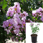 Lagerst Muskogee Multi Plant Standard Treepink Plant Largest Muskogee Plant Lagerstroemia Indica Muskogee Crape Myrtle 5