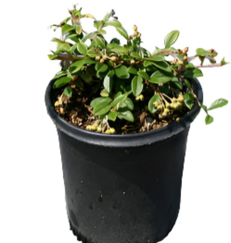 Cotoneaster Glaucophyllus 1Gallon Bright Bead Cotoneaster Grey Leaved Cotoneaster Shrubs Gr7 Live Plant