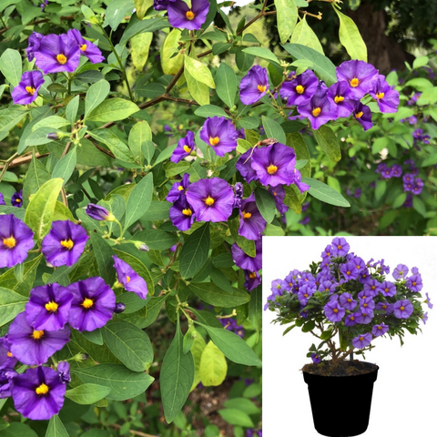 Solanum Royal Robe Bush 5Gallon Plant Solanum Rantonnetii Royal Robe 5Gallon Live Plant Outdoor Plant Bush Gr7